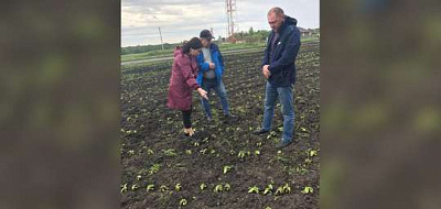 в российских регионах из-за заморозков гибнут посевы  uriqzeiqqiuhatf queideeidrhirhkrt
